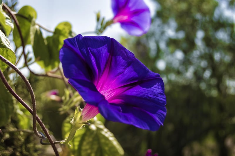 Morning Glory