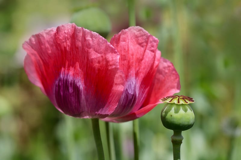 Poppies